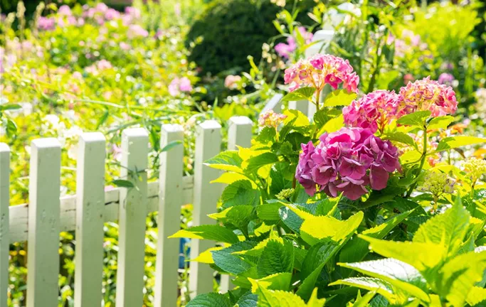 Hortensie am Zaun