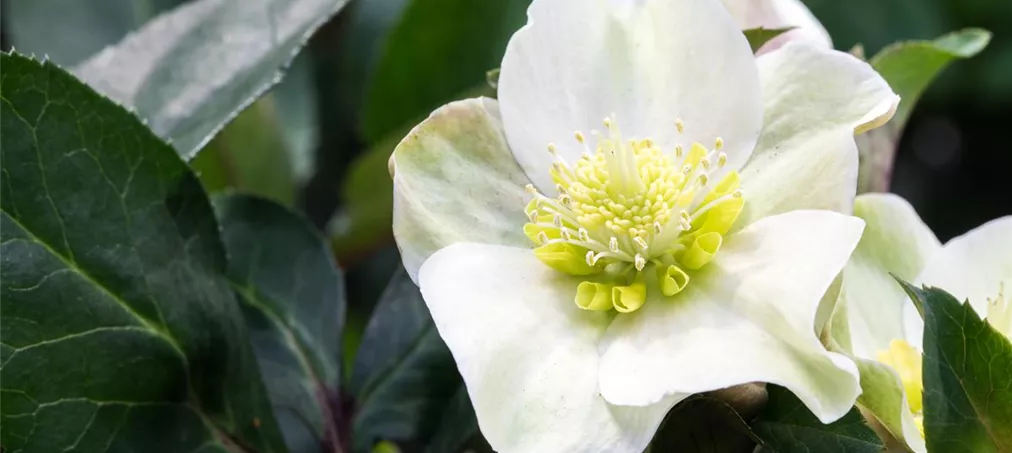 Helleborus x ericsmithii 'HGC Shooting Star'®