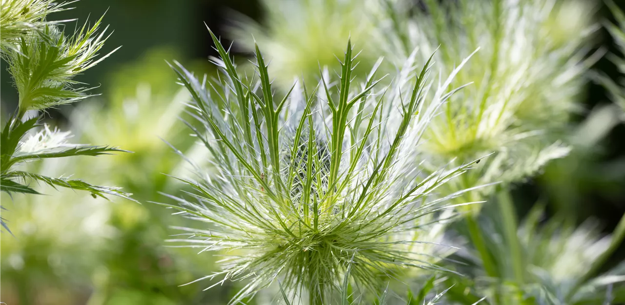 Eryngium x zabelii 'Donard Variety'