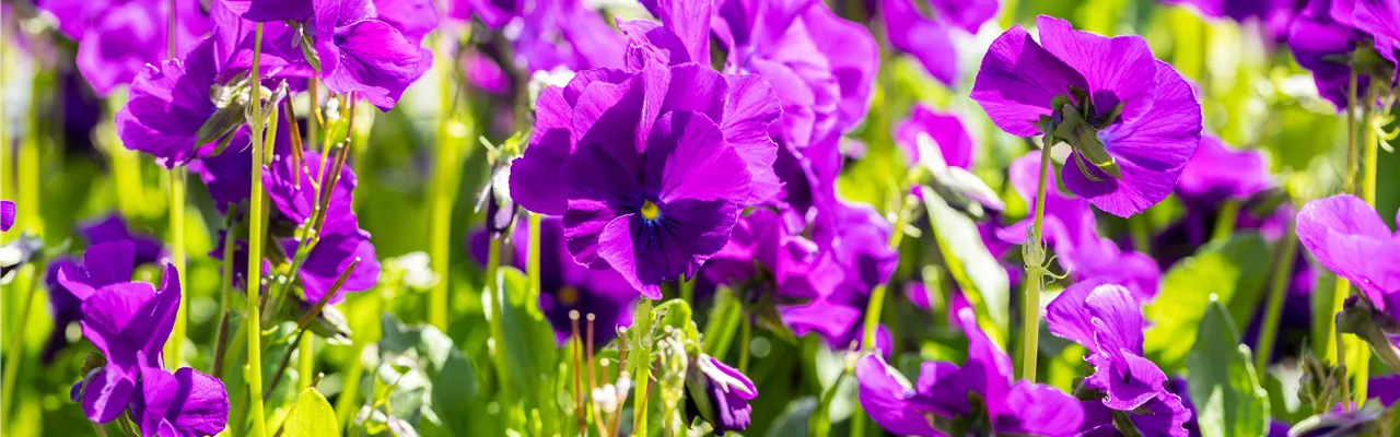 Viola cornuta 'Martin'