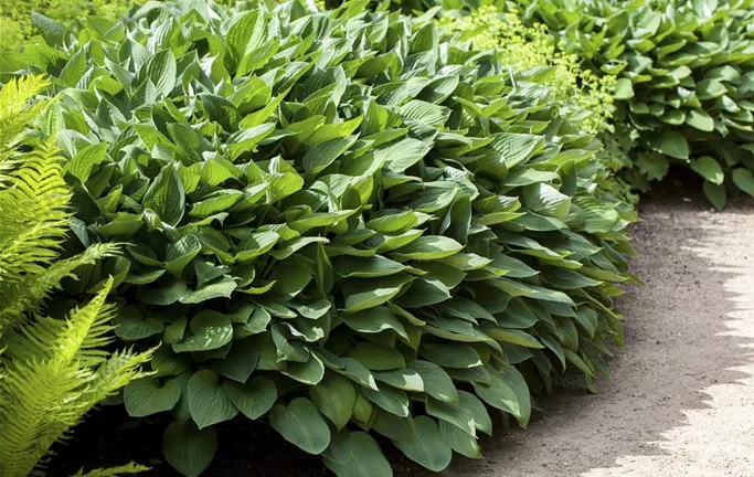 Hosta