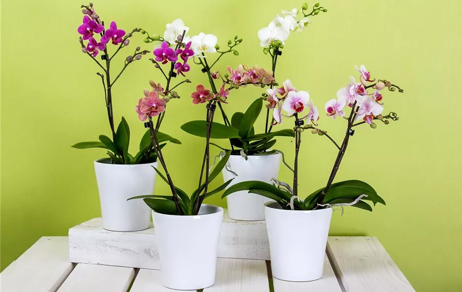 Phalaenopsis im Topf Gefäße-Tag