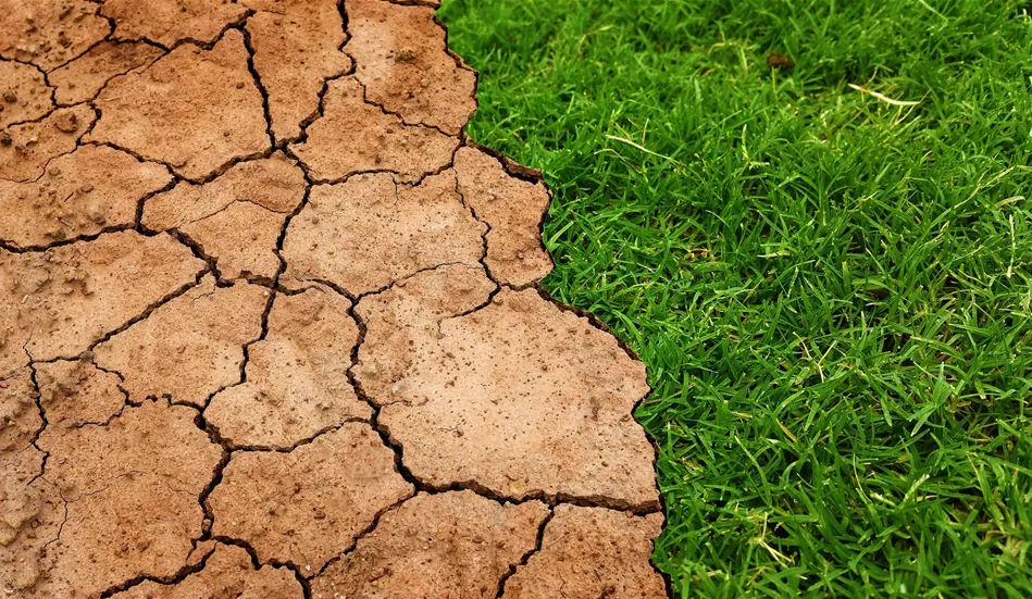 Klimagarten Rasen Trockenheit