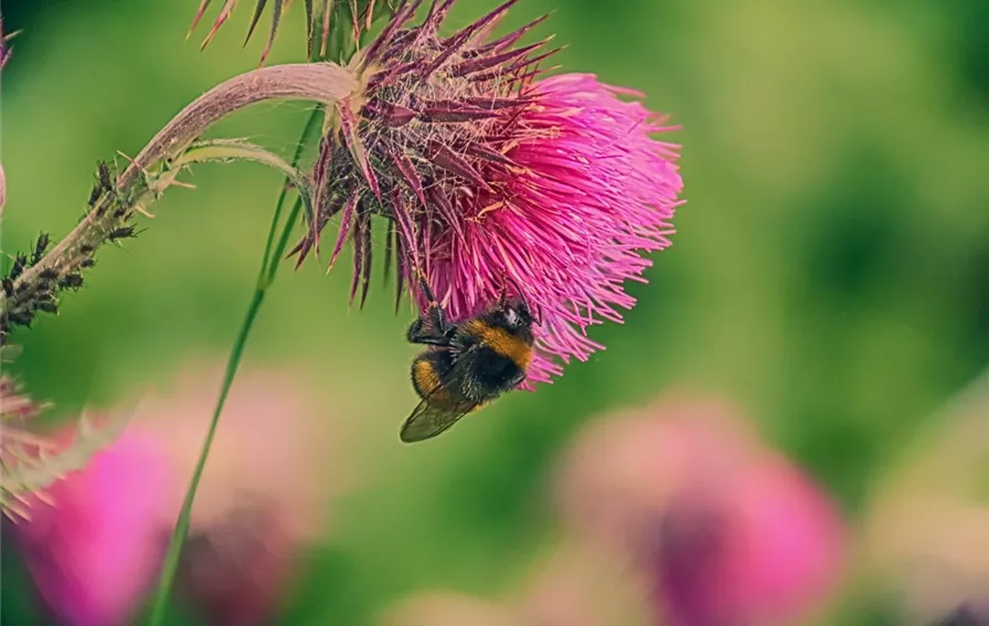 Hummel Distel