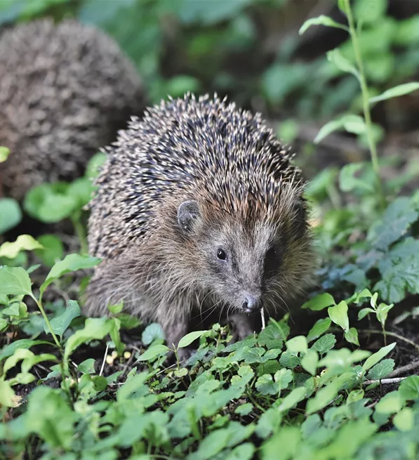 hedgehog-5539925_1280.jpg