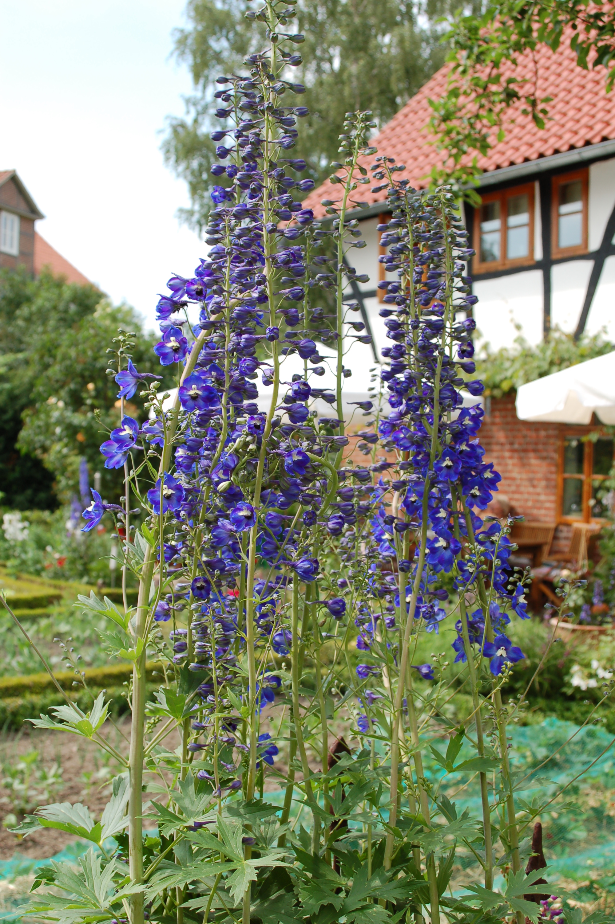 Delphinium-Elatum-Hybride (Rittersporn dunkelblau).JPG