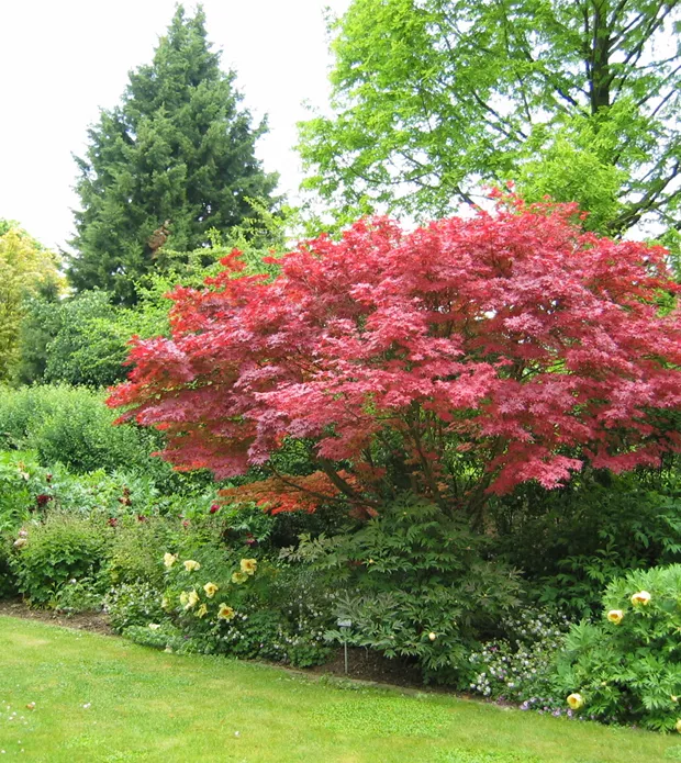 Acer palmatum Atropurpureum (Fächerahorn) im Beet.jpg