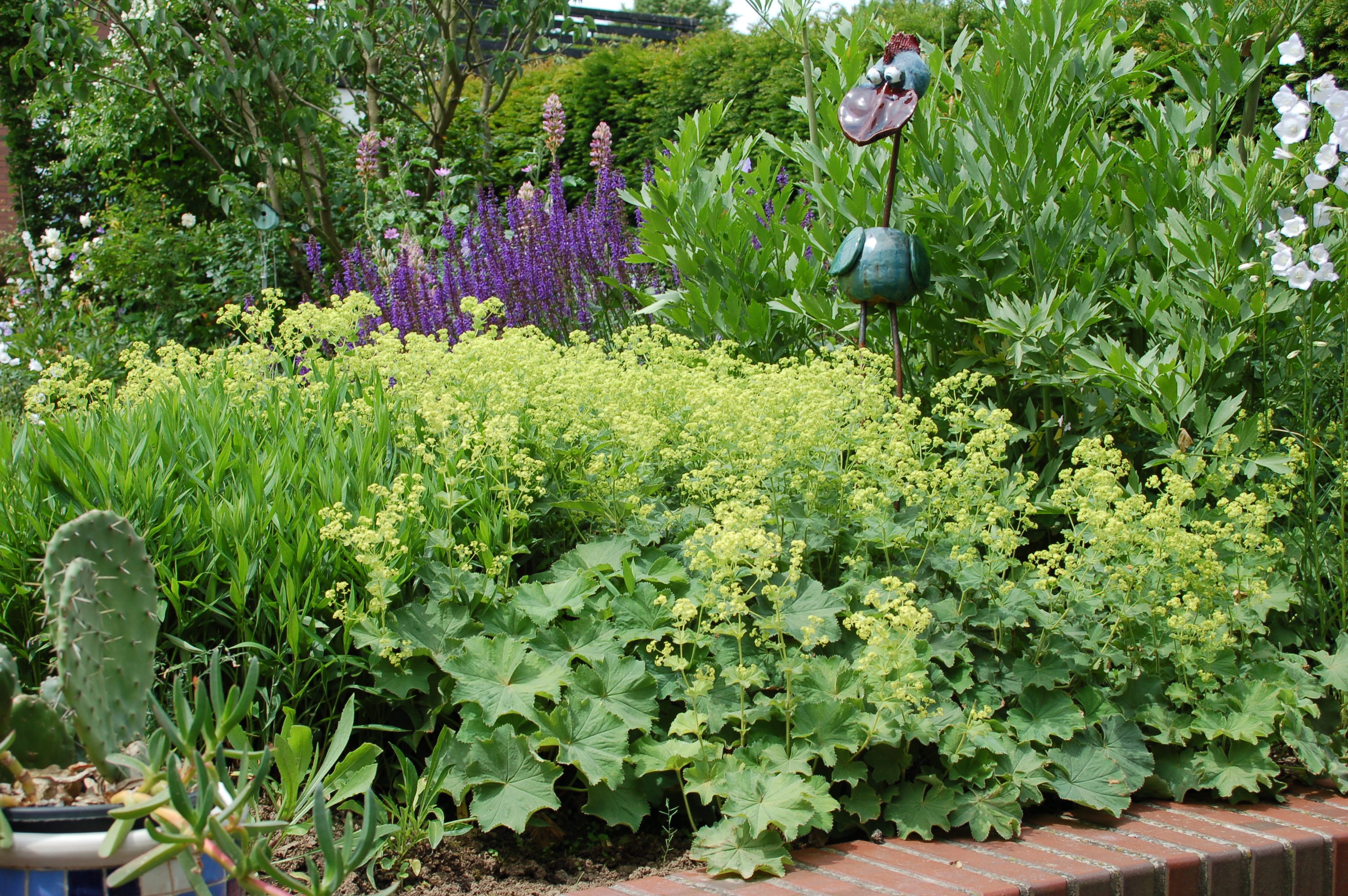 Alchemilla mollis Frauenmantel) im Beet vor Rittersporn.JPG