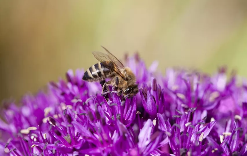 Allium schoenoprasum